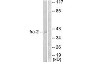 Western Blotting (WB) image for anti-FOS-Like Antigen 2 (FOSL2) (AA 271-320) antibody (ABIN2889199)