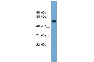 WB Suggested Anti-PKM2 Antibody Titration: 0. (PKM2 anticorps  (Middle Region))
