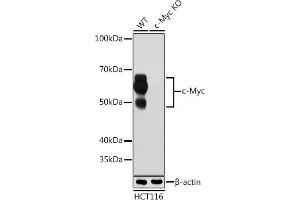 Western blot analysis of extracts from wild type (WT) and c-Myc knockout (KO) HCT116 cells, using c-Myc antibody (ABIN7268711) at 1:1000 dilution.