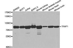 Western blot analysis of extracts of various cell lines, using TRAP1 antibody (ABIN1875197) at 1:1000 dilution. (TRAP1 anticorps)