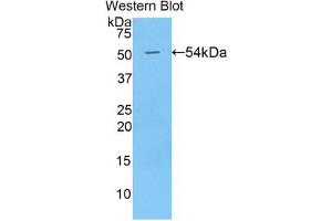 Western blot analysis of the recombinant protein. (BMP1 anticorps  (AA 610-843))