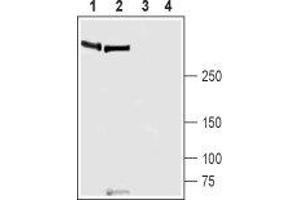 Western blot analysis of rat lung (lanes 1 and 3) and mouse lung (lanes 2 and 4) lysates: - 1,2. (PIEZO1 anticorps  (AA 1863-1876))