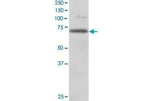 RANGAP1 polyclonal antibody  staining (0. (RANGAP1 anticorps)