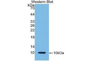Western Blotting (WB) image for anti-beta-Thromboglobulin (beta-TG) (AA 46-107) antibody (ABIN1858178) (beta-Thromboglobulin anticorps  (AA 46-107))
