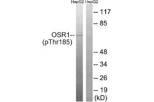 Western blot analysis of extracts from HepG2 cells treated with serum using OSR1 (Phospho-Thr185) Antibody.