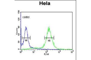 Flow cytometric analysis of Hela cells (right histogram) compared to a negative control cell (left histogram). (MPST anticorps  (N-Term))