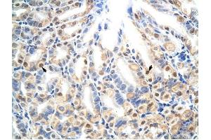 E2f7 antibody was used for immunohistochemistry at a concentration of 4-8 ug/ml to stain Epithelial cells of fundic gland (arrows) in Mouse Stomach. (E2F7 anticorps  (N-Term))