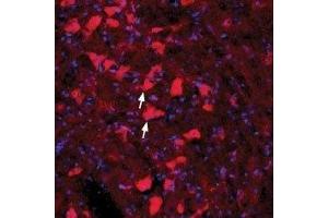 Expression of GFRA4 in rat red nucleus - Immunohistochemical staining of immersion-fixed, free floating rat brain frozen sections using Anti-GFR alpha 4 (extracellular) Antibody (ABIN7043213, ABIN7044781 and ABIN7044782), (1:100).