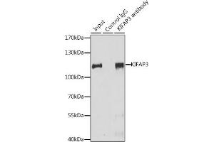Immunoprecipitation analysis of 200 μg extracts of HeLa cells, using 3 μg KIF antibody (ABIN1680591, ABIN3019005, ABIN3019006 and ABIN6220670).