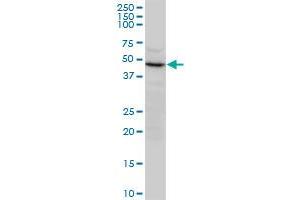 CNTFR polyclonal antibody (A01), Lot # 060501JCS1.
