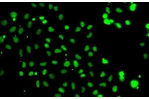 Immunofluorescence analysis of A-549 cells using HMG20A Polyclonal Antibody (HMG20A anticorps)