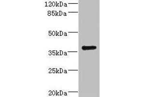 VSX1 antibody  (AA 1-170)
