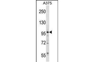 Western blot analysis in A375 cell line lysates (35ug/lane). (ZNF541 anticorps  (AA 737-765))