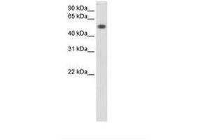 Image no. 1 for anti-Torsin Family 3, Member A (TOR3A) (AA 201-250) antibody (ABIN6736597) (TOR3A anticorps  (AA 201-250))