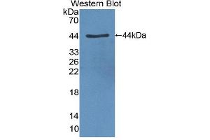 Western blot analysis of the recombinant protein. (CLOCK anticorps  (AA 34-379))
