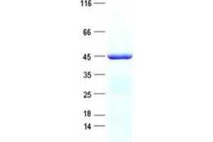 Validation with Western Blot (SIRT3 Protein (His tag))