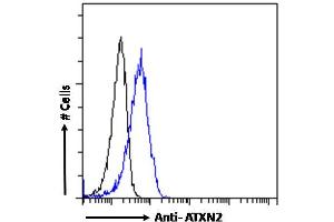 ABIN570879 Flow cytometric analysis of paraformaldehyde fixed A431 cells (blue line), permeabilized with 0. (Ataxin 2 anticorps  (Internal Region))