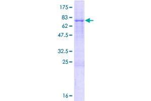 Image no. 1 for Tripartite Motif Containing 14 (TRIM14) (AA 1-442) protein (GST tag) (ABIN1323607)