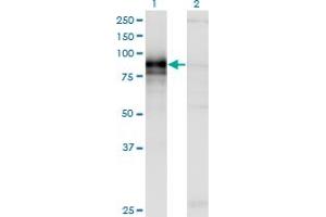 Western Blotting (WB) image for anti-Hedgehog Interacting Protein (HHIP) (AA 21-121) antibody (ABIN466235) (HHIP anticorps  (AA 21-121))