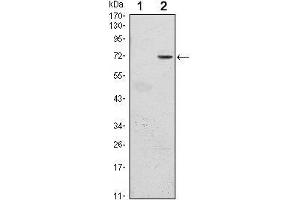 Western Blot showing GFI1 antibody used against HEK293 (1) and GFI1 (AA: 2-250)-hIgGFc transfected HEK293 (2) cell lysate. (GFI1 anticorps)