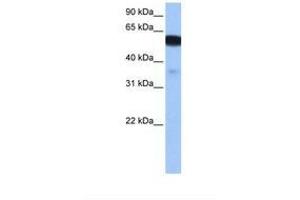 Image no. 1 for anti-Na+/H+ Exchanger Domain Containing 1 (NHEDC1) (N-Term) antibody (ABIN6739355) (NHEDC1 anticorps  (N-Term))