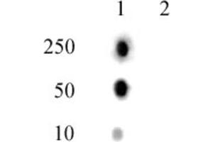 Histone H2A phospho Thr120 pAb tested by dot blot analysis.