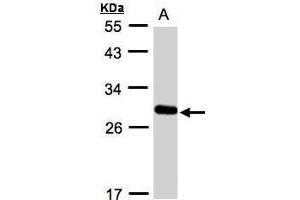 WB Image Sample(30 ug whole cell lysate) A:A431, 12% SDS PAGE antibody diluted at 1:1000 (YIPF4 anticorps)
