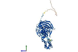 AlphaFold protein structure predicition of Human Recombinant KLHL2 Protein, UniprotID O95198
