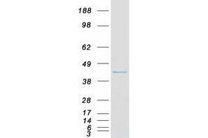 Validation with Western Blot