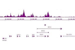 Suz12 antibody (pAb) tested by ChIP-Seq. (SUZ12 anticorps  (C-Term))