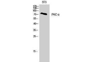 Western Blotting (WB) image for anti-Protein Kinase C, alpha (PKCa) (Thr287) antibody (ABIN3186466) (PKC alpha anticorps  (Thr287))