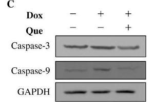 Effects of quercetin on doxorubicin-induced changes of cell viability, cell apoptosis and cell morphology in H9C2 cells. (Caspase 9 anticorps)