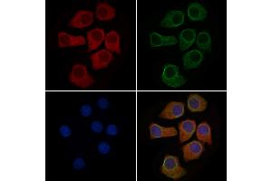 ABIN6263433 and ABIN6279551 staining HepG2 cells by IF/ICC. (MUC5AC anticorps  (C-Term))