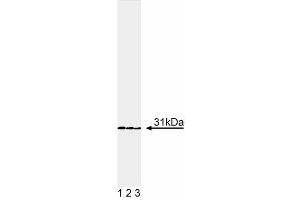 anti-Red Fluorescent Protein (RFP) antibody