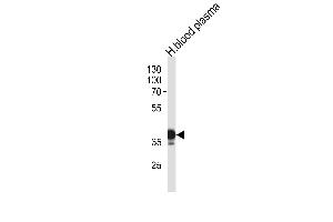 Western blot analysis in human blood plasma tissue lysates (35ug/lane). (SERPINA7 anticorps  (N-Term))
