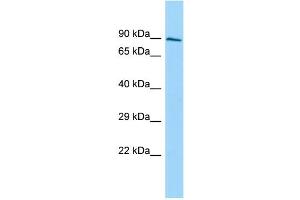 Host: Rabbit Target Name: SH3D19 Sample Type: PANC1 Whole Cell lysates Antibody Dilution: 1. (SH3D19 anticorps  (C-Term))