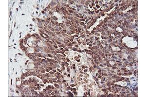 Image no. 8 for anti-Proteasome Subunit alpha 4 (PSMA4) antibody (ABIN1500459)