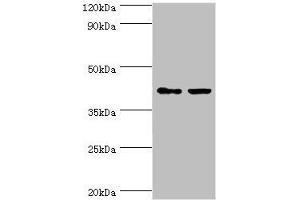 Western blot All lanes: GTF2H2C antibody at 8 μg/mL Lane 1: HepG2 whole cell lysate Lane 2: K562 whole cell lysate Secondary Goat polyclonal to rabbit IgG at 1/10000 dilution Predicted band size: 44 kDa Observed band size: 44 kDa (GTF2H2C anticorps  (AA 1-260))