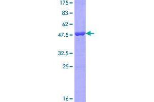 Image no. 1 for Ubiquitin-Like 4B (UBL4B) (AA 1-174) protein (GST tag) (ABIN1324444)