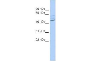 WB Suggested Anti-ZMYND12 Antibody Titration:  0. (ZMYND12 anticorps  (Middle Region))