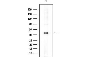 anti-Chloride Channel, Nucleotide-Sensitive, 1A (CLNS1A) (C-Term) antibody