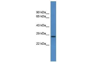 Caly antibody used at 0. (CALY anticorps  (Middle Region))
