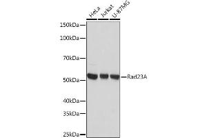 Western blot analysis of extracts of various cell lines, using Rad23A Rabbit mAb (ABIN7269824) at 1:1000 dilution. (RAD23A anticorps)
