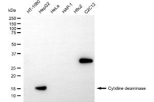 Western blotting analysis using cytidine deaminase antibody (ABIN7798240). (Recombinant CDA anticorps)