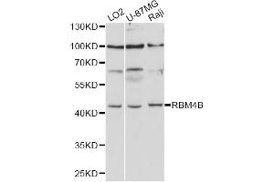 Western blot analysis of extracts of various cell lines, using RBM4B antibody (ABIN6290881) at 1:1000 dilution. (RBM4B anticorps)
