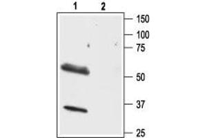 Western blot analysis of rat brain lysate: - 1. (HCRTR1 anticorps  (AA 256-269))
