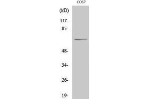 Western Blotting (WB) image for anti-Negative Regulator of Ubiquitin-Like Proteins 1 (NUB1) (C-Term) antibody (ABIN3180768) (NUB1 anticorps  (C-Term))