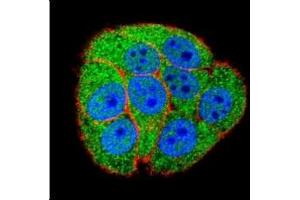 Confocal immunofluorescent analysis of XRCC5 antibody with HeLa cells followed by Alexa Fluor 488-conjugated secondary (green).