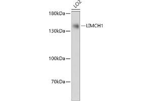 Western blot analysis of extracts of LO2 cells, using LIMCH1 antibody (ABIN7268254) at 1:1000 dilution.