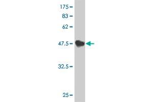 Western Blot detection against Immunogen (52.